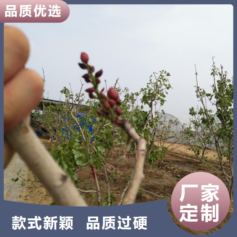 开心果苗怎么卖批发零售