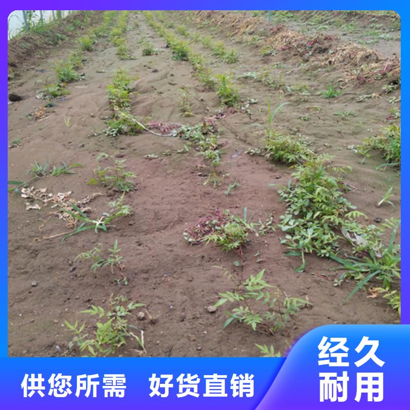 阿月浑子适合种植地区