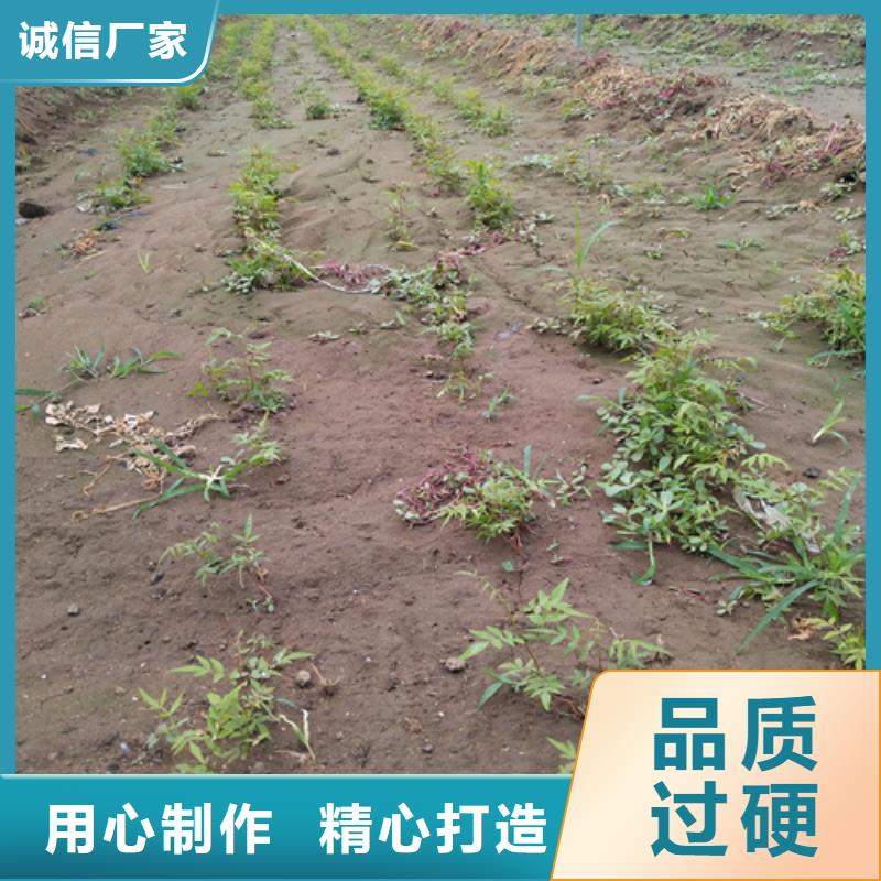 开心果种植技术