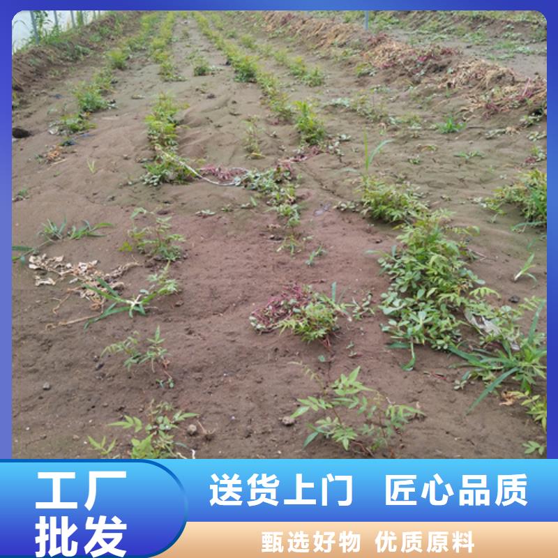 开心果树苗批发