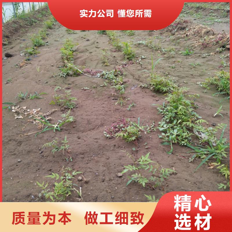 开心果苹果苗厂家销售