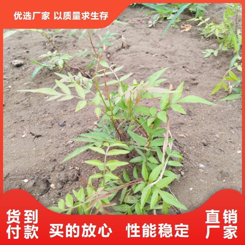 开心果苹果苗优势