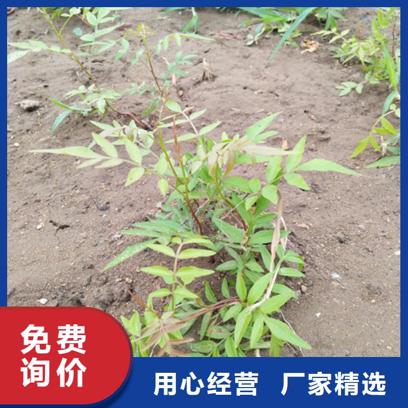 阿月浑子树苗免费咨询