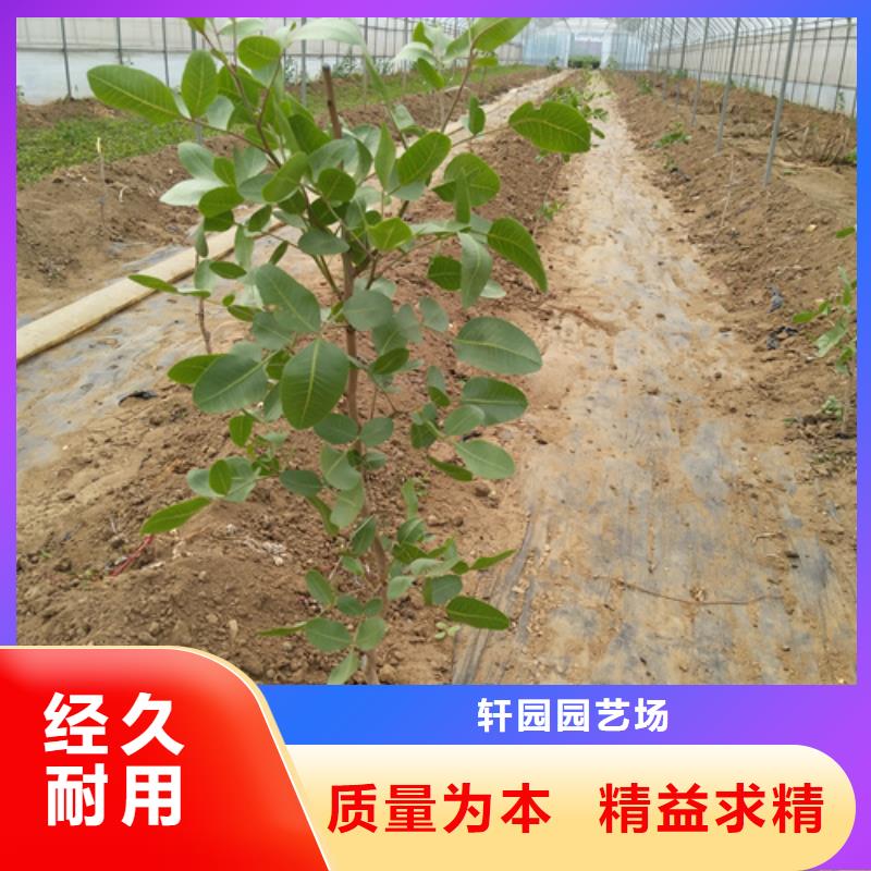 开心果树苗适合种植地区