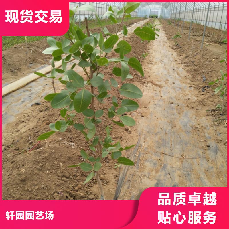 开心果经济效益