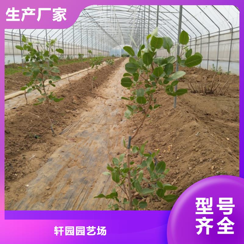 开心果树苗量多优惠