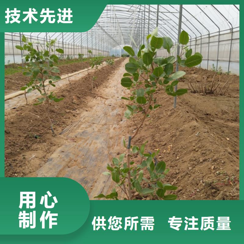 开心果苗育苗基地