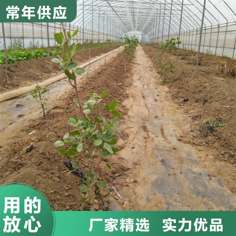 开心果-梨树苗供您所需