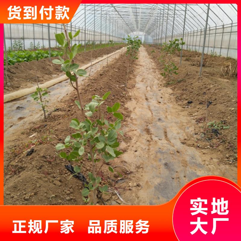 开心果苗育苗基地