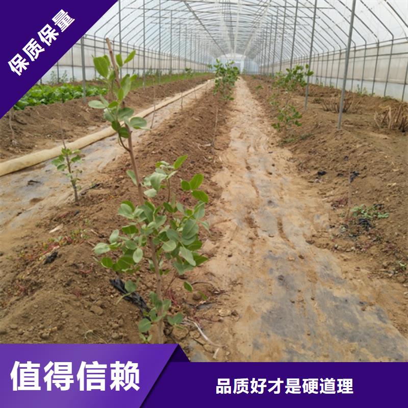 开心果苗什么时间移栽
