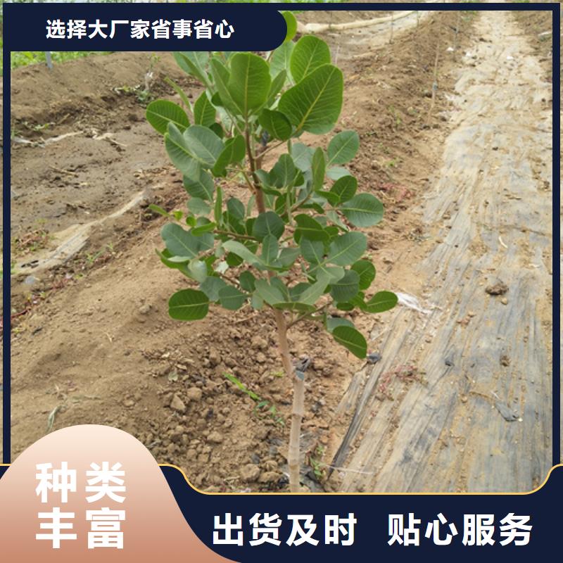 开心果苗育苗基地