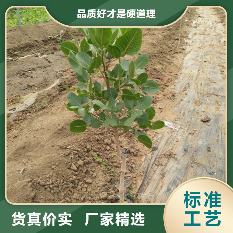 开心果桃树苗真正让利给买家