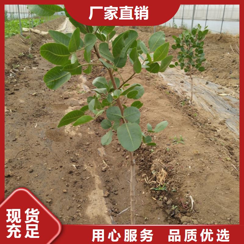 开心果苹果苗优势