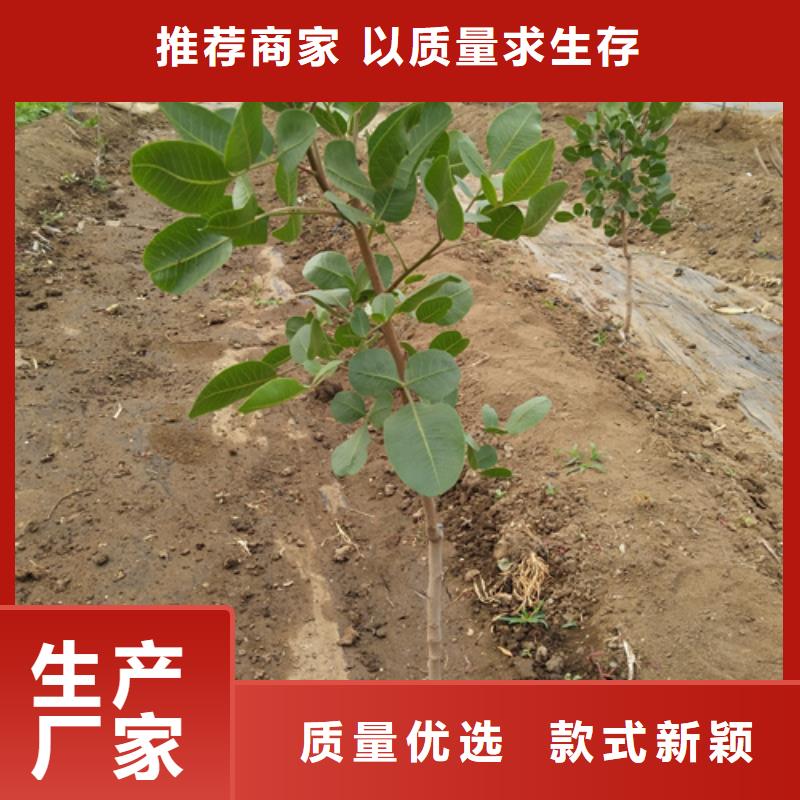 阿月浑子什么时间移栽