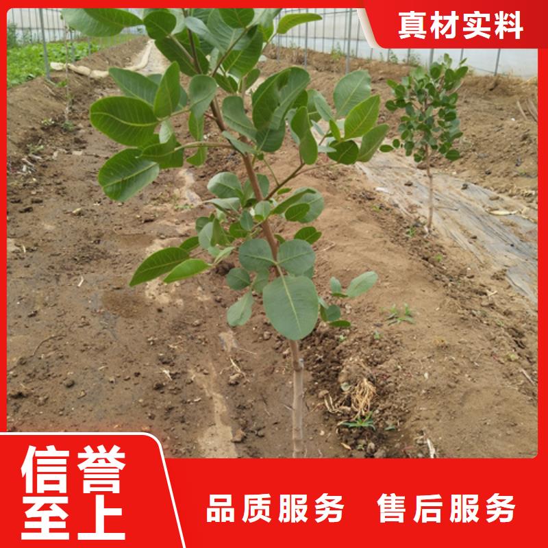 阿月浑子树苗基地