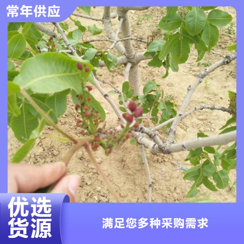 开心果苹果苗自有生产工厂
