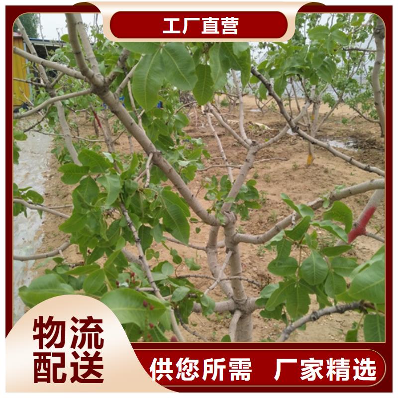 开心果树种植技术