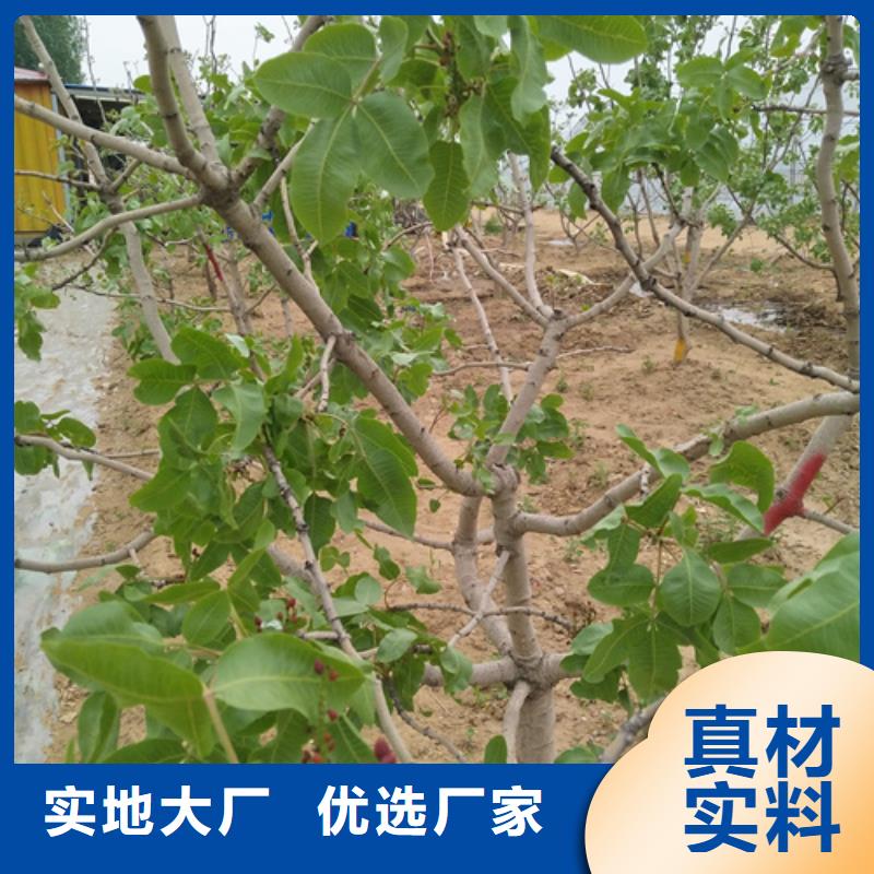 阿月浑子树苗免费咨询