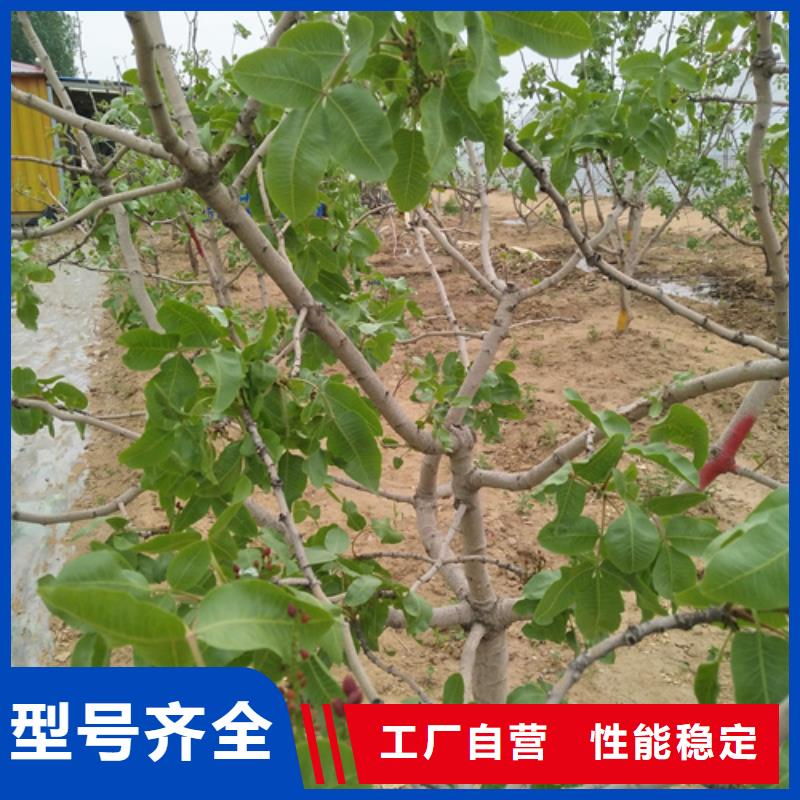 阿月浑子树苗基地