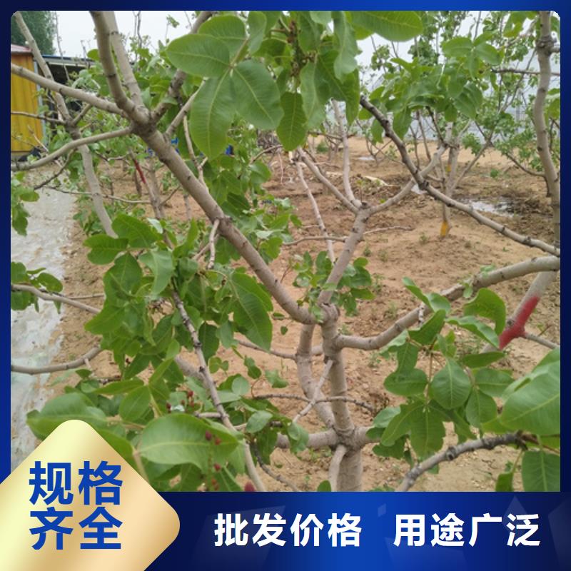 开心果草莓苗国标检测放心购买