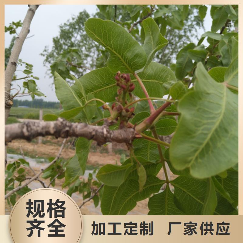 阿月浑子树苗质优价廉