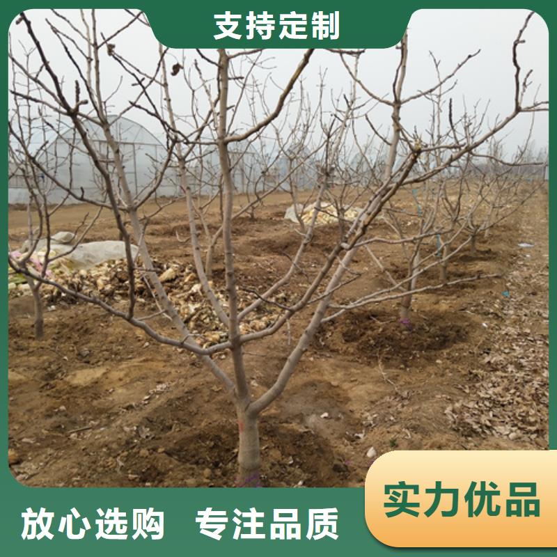 开心果草莓苗国标检测放心购买