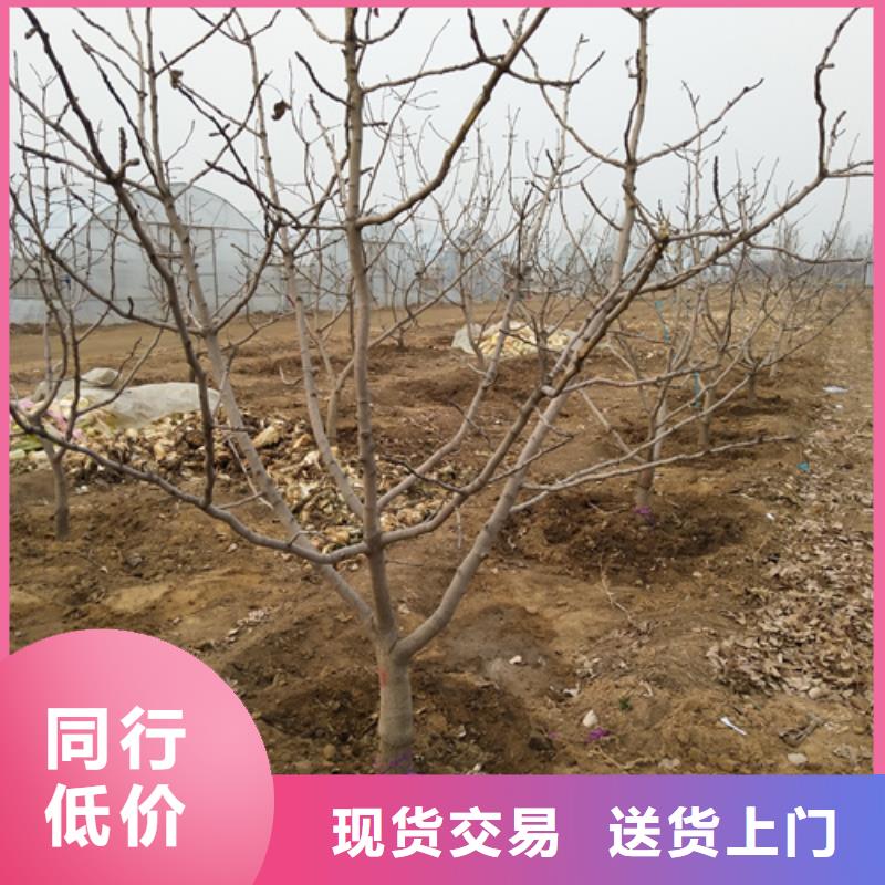 阿月浑子树苗基地