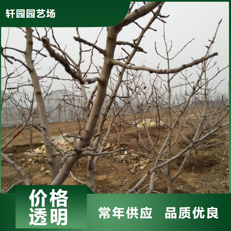 阿月浑子树苗经济效益