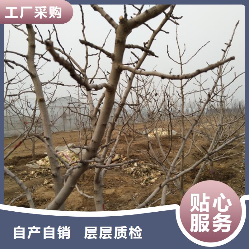 开心果苗怎么卖批发零售