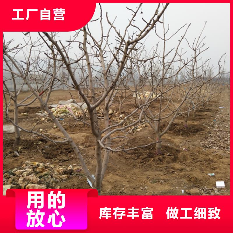 苹果苗-冕宁|西昌|成都|南充|攀枝花|绵阳|宜宾|自贡【 开心果 樱桃苗工厂价格】