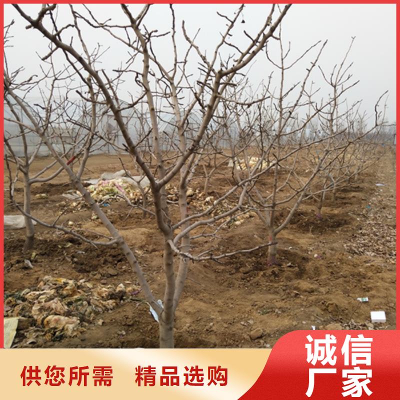 开心果苗怎么卖批发零售