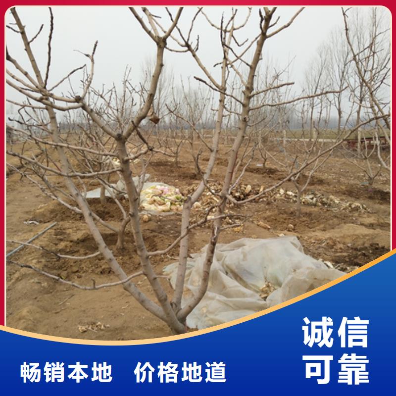 开心果苗怎么卖批发零售