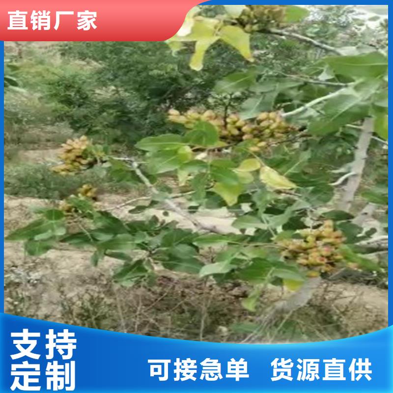 阿月浑子树苗质优价廉
