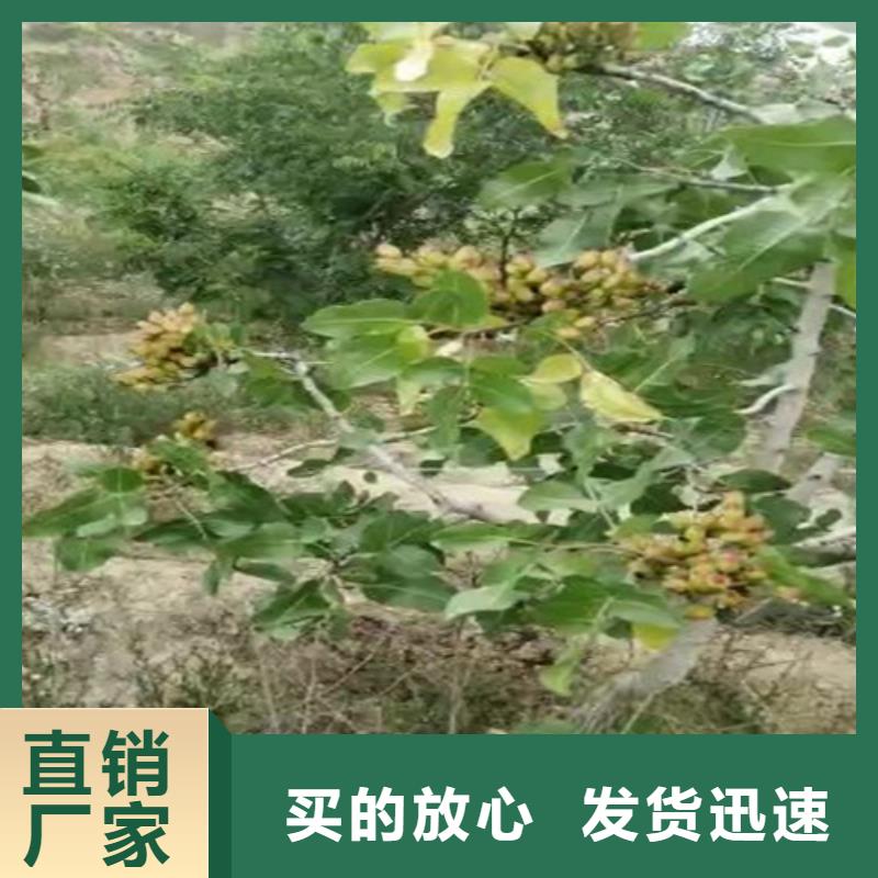 开心果苗一亩地多少棵