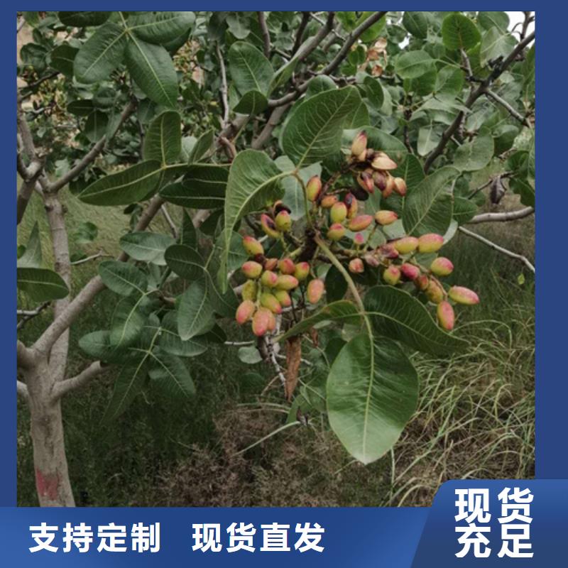 开心果桃树苗真正让利给买家