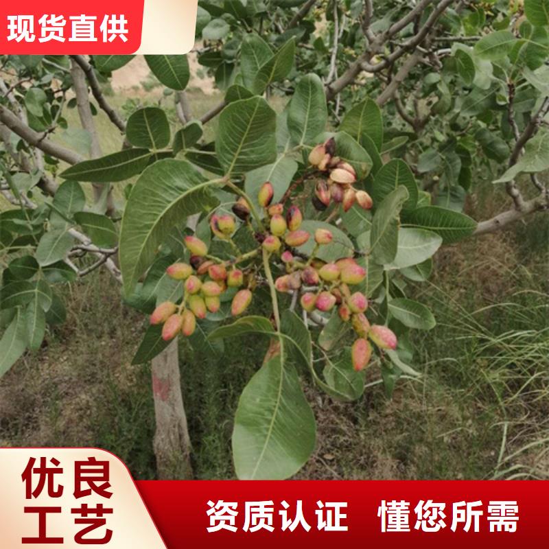开心果种植技术