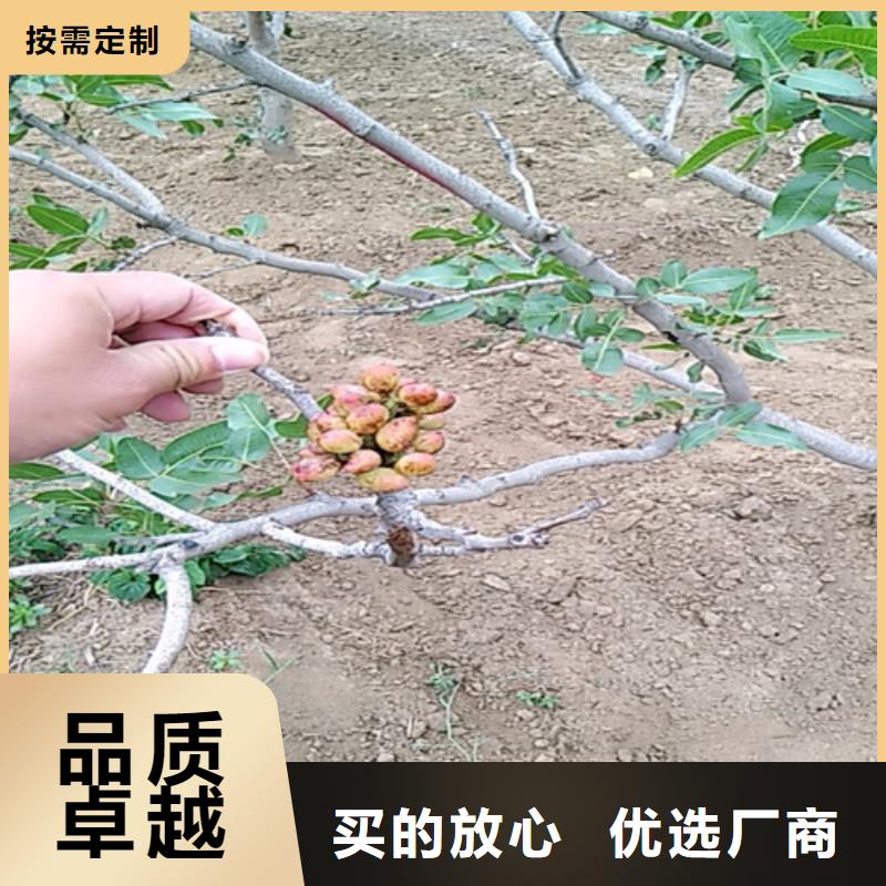 苹果苗-冕宁|西昌|成都|南充|攀枝花|绵阳|宜宾|自贡【 开心果 樱桃苗工厂价格】