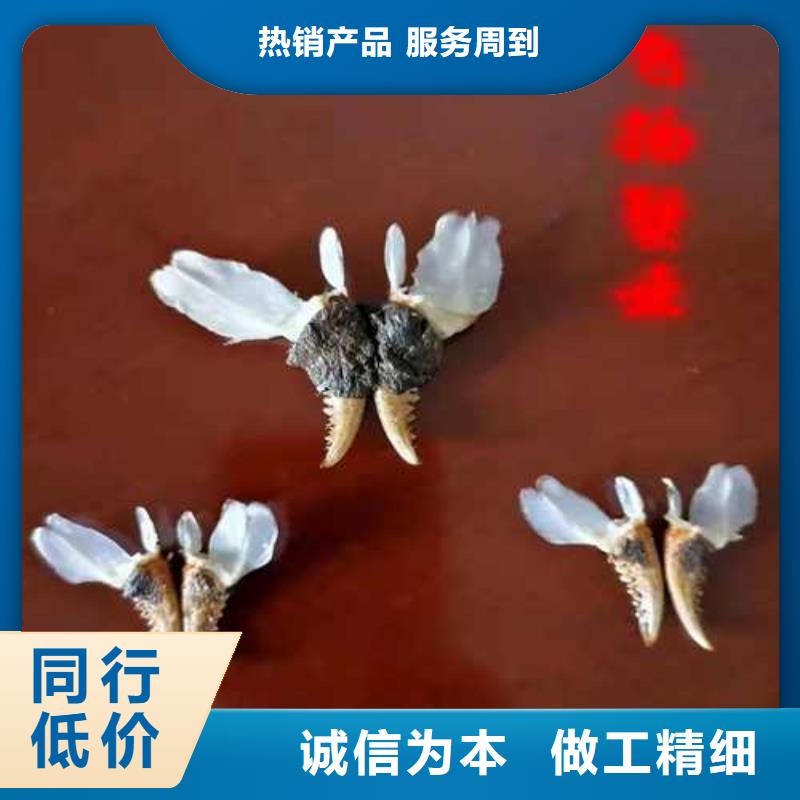 超大闸蟹-超大闸蟹质量优