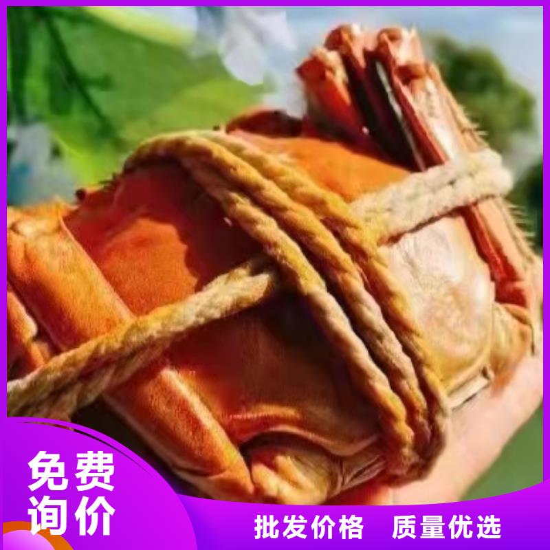阳澄湖大闸蟹团购