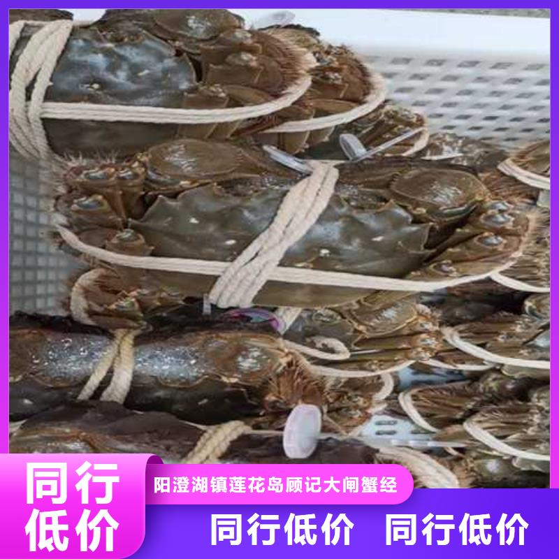 凌云阳澄湖大闸蟹无蟹可击