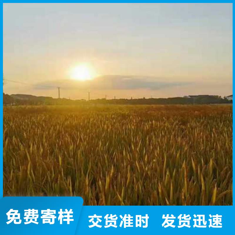 涞源阳澄湖大闸蟹高端品质