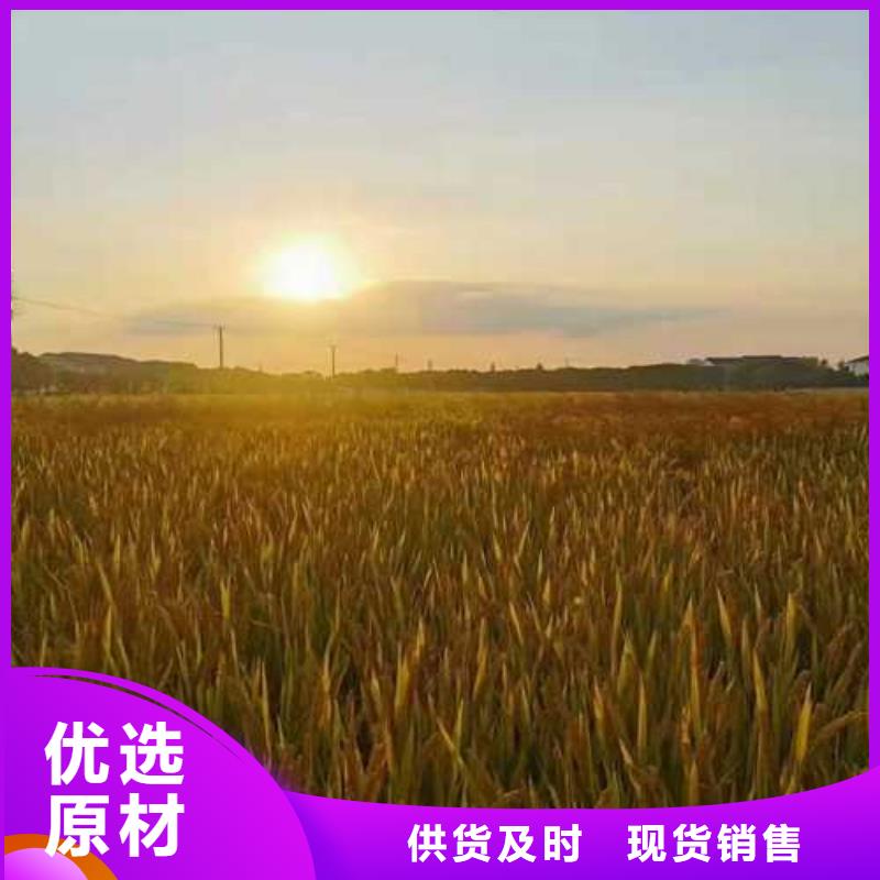 织金阳澄湖大闸蟹肉质紧实饱满