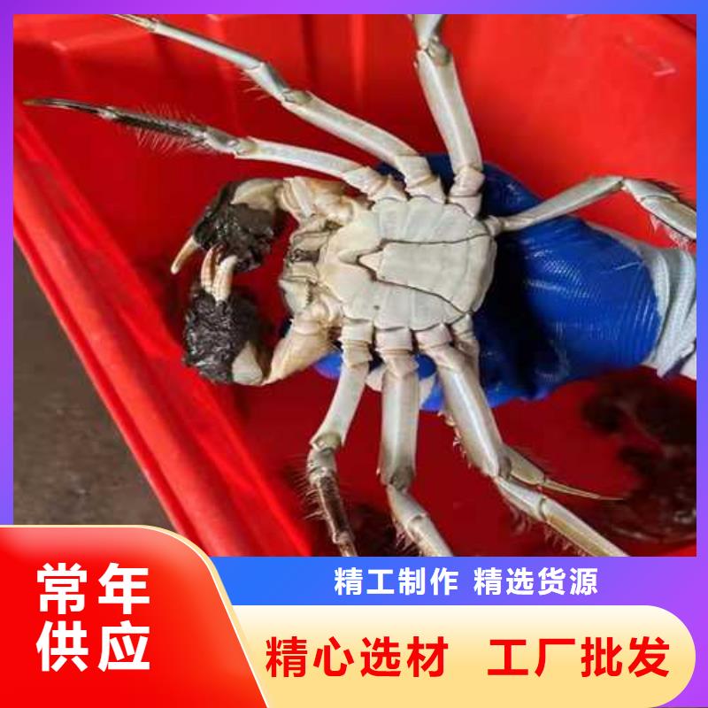 易县阳澄湖大闸蟹联系方式