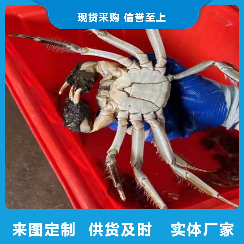 清流阳澄湖大闸蟹上市价格