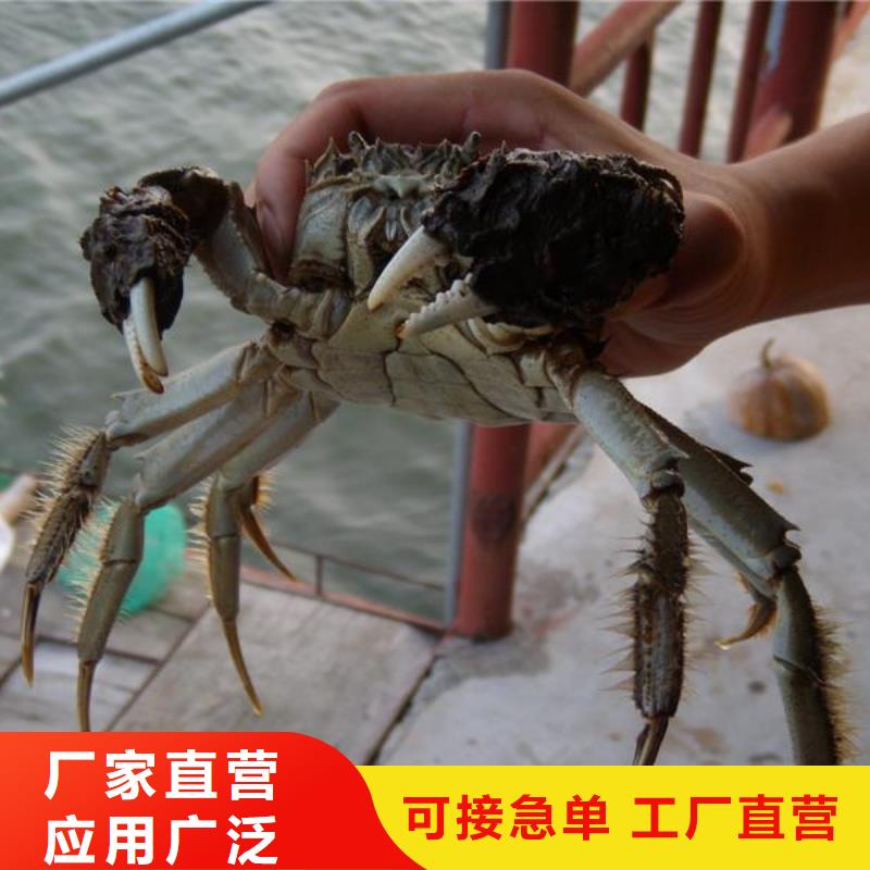 超大闸蟹多少钱