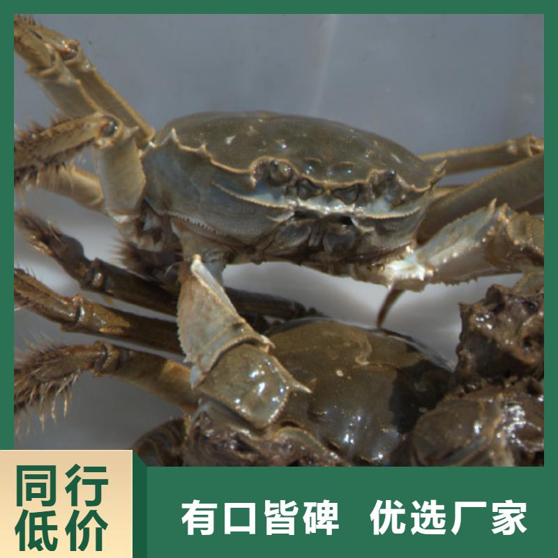 阳澄湖大闸蟹-量大价优