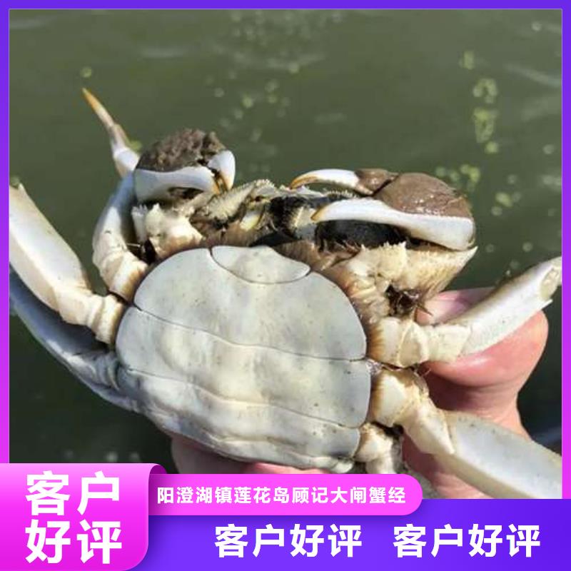 【图】阳澄湖大闸蟹价格