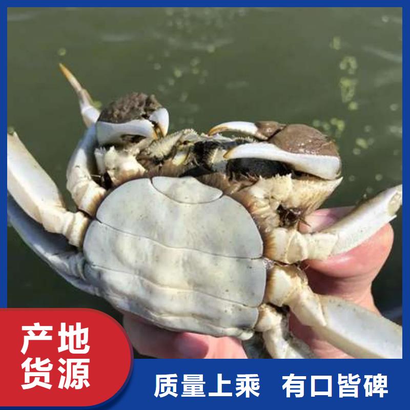 #阳澄湖大闸蟹#-价格低
