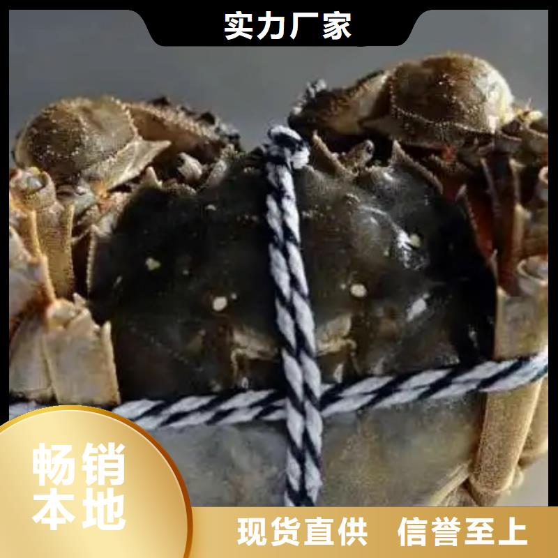 选择正规阳澄湖大闸蟹厂家