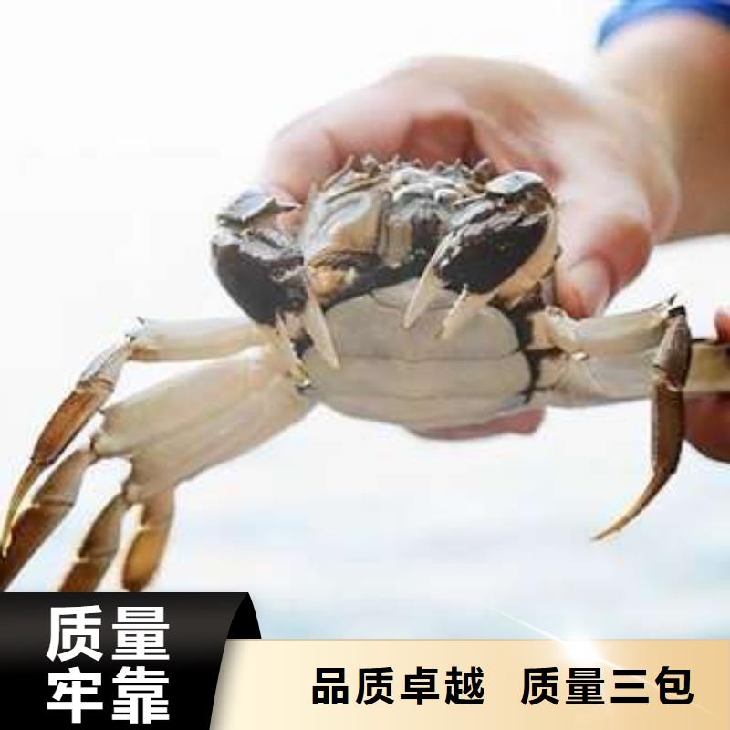 阳澄湖大闸蟹大品牌品质优